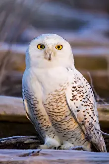 Copy Space Prints: North America; Canada; British Columbia; Snowy Owl Waiting for Prey
