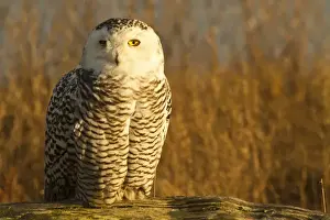 British Columbia Prints: North America; Canada; British Columbia; Snowy Owl Waiting for Prey