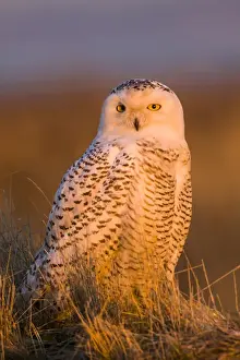 British Columbia Prints: North America; Canada; British Columbia; Snowy Owl Waiting for Prey