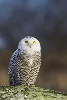 British Columbia Prints: North America; Canada; British Columbia; Snowy Owl Waiting for Prey