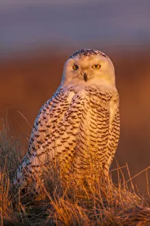 Images Dated 3rd February 2012: North America; Canada; British Columbia; Snowy Owl Waiting for Prey