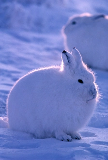Hare Prints: North America, Canada, Ellesmere Island, Arctic hare