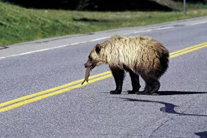 North America, Canada. Grizzly Bear (Ursus arctos) on roadway