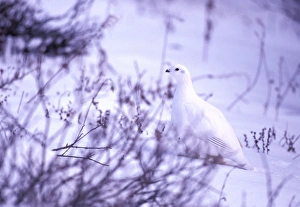 North America, Canada, Manitoba, Churchill. Rock Ptarmigan (Lagopus mutus)