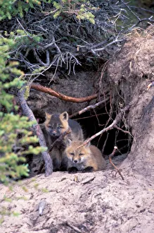 North America, Canada, Manitoba, Churchill. Arctic Fox (Alopex lagopus)