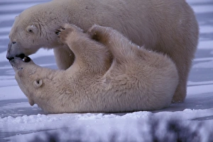 North America, Canada, Manitoba, Churchill, Polar bear (Ursus maritimus)
