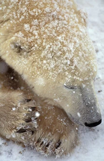 North America, Canada, Manitoba, Polar bear sleeping (Ursus maritimus)