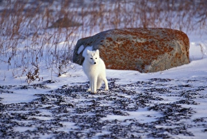 North America, Canada, Manitoba, Churchill, Arctic fox (Alopex lagopus)
