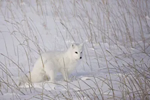 North America, Canada, Manitoba, Churchill. Arctic Fox