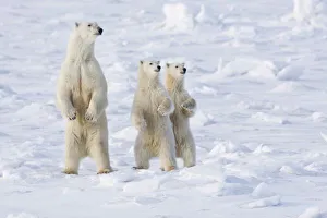 North America, Canada, Manitoba, Churchill. Polar Bear and cubs on alert