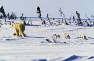 North America, Canada, Manitoba, Churchill. Polar Bear (Ursus maritimus) and cubs