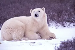 Images Dated 20th April 2006: North America, Canada, Manitoba, Churchill. Polar bears (Ursus maritimus)