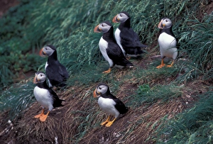 North America, Canada, Newfoundland, Witless Bay, Atlantic Puffins