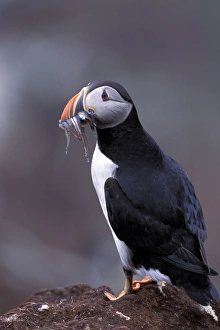 North America, Canada, Newfoundland, Witless Bay, Atlantic Puffin with fish