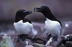 North America, Canada, Newfoundland, Witless Bay, Razorbills