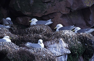 North America, Canada, Newfoundland, Witless Bay, Black-legged Kittiwakes