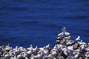 Images Dated 2nd February 2006: North America, Canada, Newfoundland, Northern Gannets