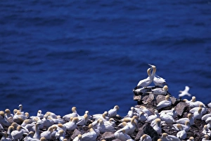 Images Dated 2nd February 2006: North America, Canada, Newfoundland, Northern Gannets