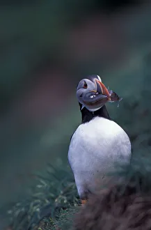 North America, Canada, Newfoundland, Witless Bay, Atlantic Puffin with fish