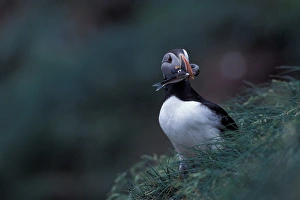 North America, Canada, Newfoundland, Witless Bay, Atlantic Puffin with fish