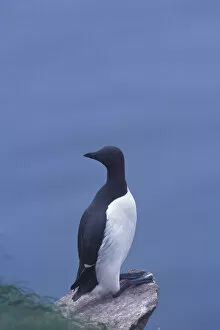 Images Dated 2nd February 2006: North America, Canada, Newfoundland, Witless Bay, Common Murre