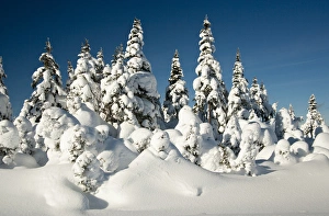 Images Dated 18th January 2011: North America, Canada, Nova Scotia, Cape Breton, Cabot Trail in winter
