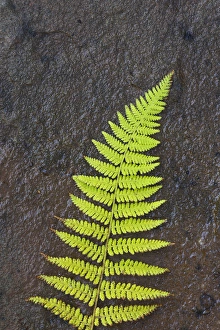 North America, Canada, Nova Scotia, Cape Breton, fern
