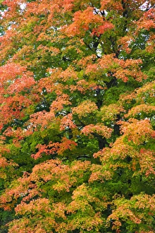 North America, Canada, Nova Scotia, Cape Breton, Cabot Trail, Fall colours in Margaree