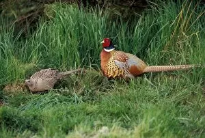 Images Dated 2nd February 2006: North America, Canada, Nova Scotia, Eastern Passage, ring-necked Pheasants