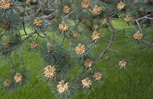 Images Dated 23rd June 2007: North America, Canada, PEI, Cavendish, Red Pine Tree Cones