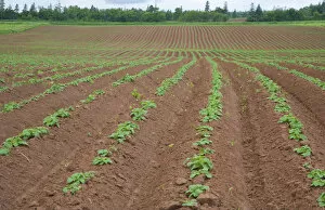 Images Dated 22nd June 2007: North America, Canada, Prince Edward Island, Potatoe Field, Agriculture