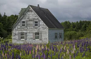 Images Dated 22nd June 2007: North America, Canada, Prince Edward Island, Cavendish, Farmhouse, Lupins