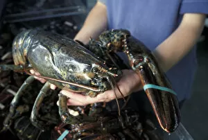Images Dated 22nd March 2005: North America, Canada, Quebec, Gaspe Peninsula (Gaspesie), Bonaventure. Fresh lobster