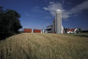 Images Dated 22nd March 2005: North America, Canada, Quebec, Gaspe Peninsula (Gaspesie) Wheat farm