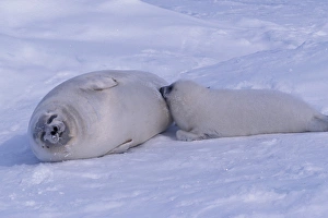 Images Dated 27th January 2005: North America, Canada, Quebec, Iles de la Madeleine, Harp seal (Phoca groenlandica)