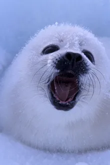 North America, Canada, Quebec, Iles de la Madeleine, Harp seal (Phoca groenlandica)
