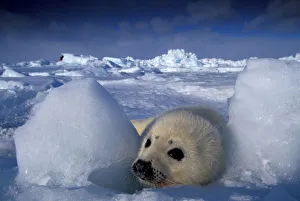 Images Dated 27th January 2005: North America, Canada, Quebec, Iles de la Madeleine, Harp seal (Phoca groenlandica)