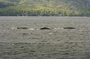 Images Dated 26th August 2007: North America, Canada, Quebec, North Shore. The dorsal fins of three whales seen