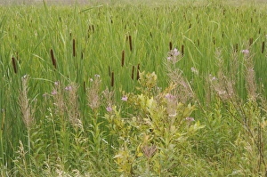 Images Dated 23rd August 2007: North America, Canada, Quebec, Saguenay, Saint-Fulgence. Grasses and flowers next