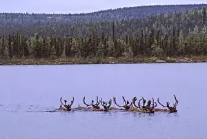 North America, Canada. Quebec. Woodland caribou (Rangifer tandarus) during the fall