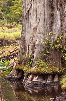 North America, Canada, Queen Charlotte Islands, Spirit Lake Trail, Cedar tree in lake