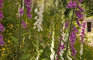 North America, Canada, Queen Charlotte Islands, Fox glove blooms