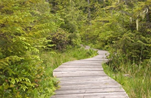 North America, Canada, Queen Charlotte Islands, Spirit Lake Trail