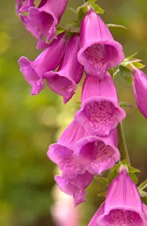 North America, Canada, Queen Charlotte Islands, Fox glove blooms