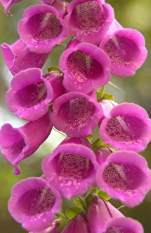 North America, Canada, Queen Charlotte Islands, Fox glove blooms