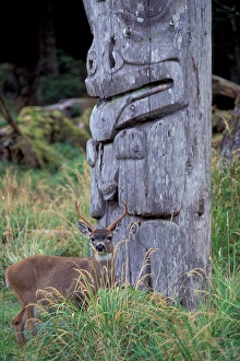 Images Dated 27th January 2005: North America, Canada, Queen Charlotte Islands, Ninstints Village, Sitka deer among