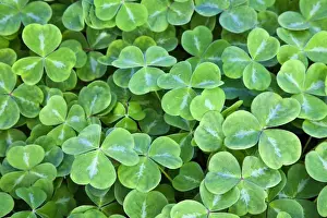 North America; Canada; Vancouver Island; Hately Gardens; Spring Shamrocks in mass