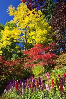 Images Dated 8th October 2009: North America; Canada; Victoria; Burchard Gardens; Autumn Color at Butchard Gardens