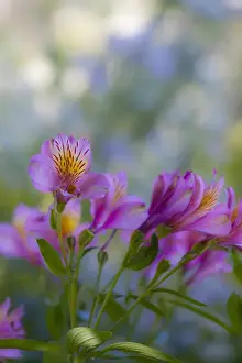 Images Dated 17th July 2009: North America; Canada; Victoria; Gardens at Governors House Victoria, Pink Alstroemeria
