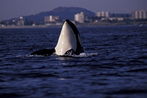Orca Prints: North America, Canada, Victoria. Orca whale